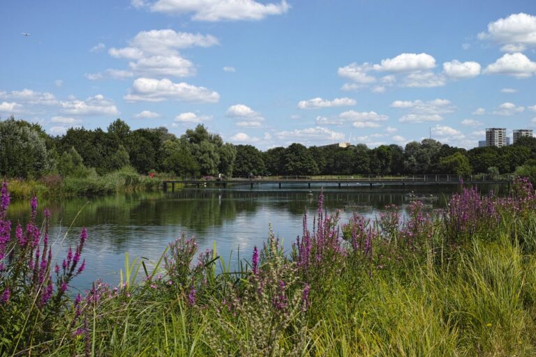 Purple loosestrife and reeds along the edge of the lake in Burgess Park on a sunny summer afternoon, with the wooden footbridge in the middle distance